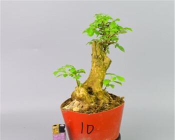 黄荆盆景冬季易落叶的原因及对策（黄荆盆景冬天如何护理，避免叶片落叶）-第1张图片-绿意生活
