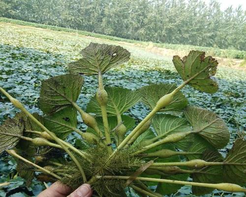深入了解菱角（探究菱角的生长环境、特点及食用价值）-第3张图片-绿意生活