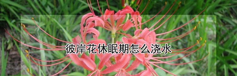揭秘彼岸花休眠期（什么时候是彼岸花的“冬眠”时间？）-第3张图片-绿意生活