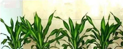 植物挡煞风水大全（15种适合家庭和办公场所的挡煞植物）-第1张图片-绿意生活