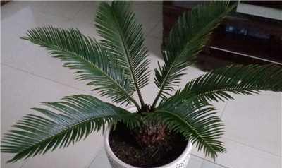 植物挡煞风水大全（15种适合家庭和办公场所的挡煞植物）-第3张图片-绿意生活