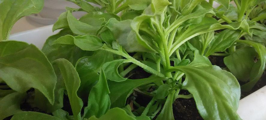 冰菜种植的适宜地点与方法（打造绿色空间，从冰菜开始/冰菜栽培技巧大揭秘）-第3张图片-绿意生活