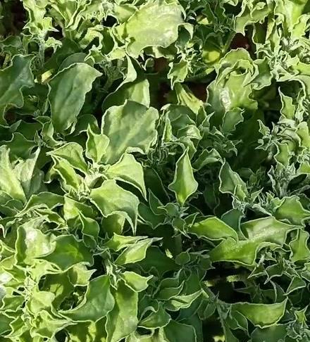 冰菜种植的适宜地点与方法（打造绿色空间，从冰菜开始/冰菜栽培技巧大揭秘）-第2张图片-绿意生活