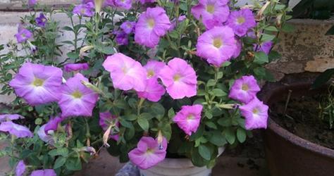 室内养植矮牵牛的技巧（打造花香弥漫的小天地）-第1张图片-绿意生活