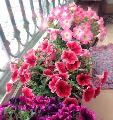 室内养植矮牵牛的技巧（打造花香弥漫的小天地）-第3张图片-绿意生活