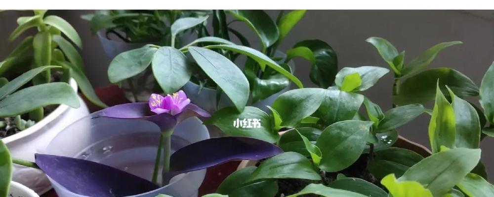 玫瑰吊兰不开花的解决方法（如何让玫瑰吊兰开出美丽花朵）-第2张图片-绿意生活