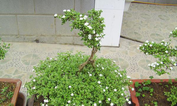 六月雪剪枝的最佳时间（园艺爱好者必看，六月雪的剪枝知识大揭秘）-第2张图片-绿意生活