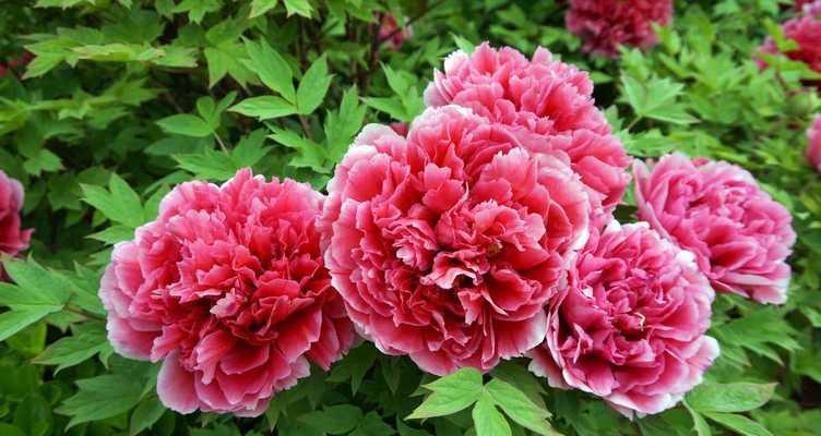 牡丹花的花语与寓意（探寻牡丹花的文化内涵）-第3张图片-绿意生活