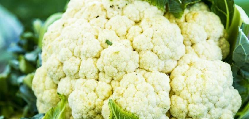 菜花生长温度要求及注意事项（探究菜花最适宜生长的温度范围和对温度的适应能力）-第1张图片-绿意生活