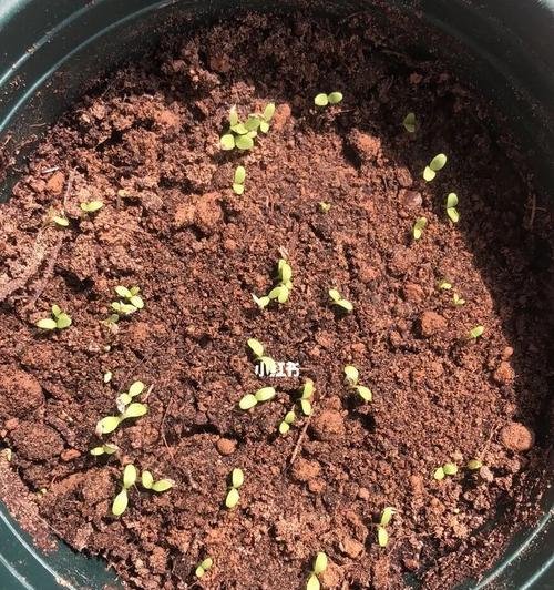 种植生菜的注意事项（从播种到发芽出苗时间、土壤、温度、光照等方面详解）-第1张图片-绿意生活
