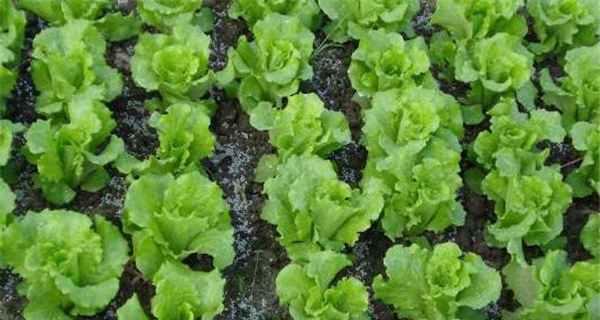 种植生菜的注意事项（从播种到发芽出苗时间、土壤、温度、光照等方面详解）-第2张图片-绿意生活