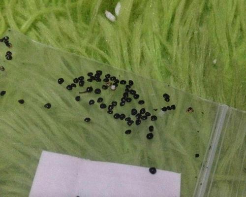 如何催芽草莓种子（15个步骤教你催芽草莓种子）-第2张图片-绿意生活