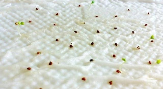 如何催芽草莓种子（15个步骤教你催芽草莓种子）-第1张图片-绿意生活