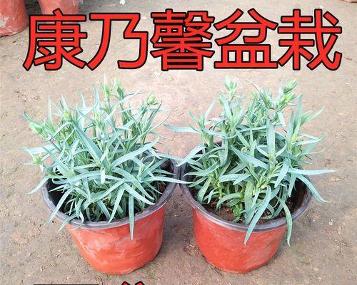 冬天阳台的花卉种植（让你的阳台焕发冬日生机）-第1张图片-绿意生活