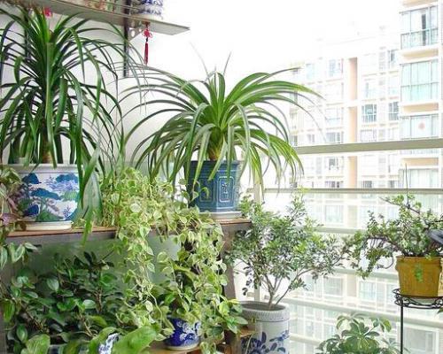 冬天阳台的花卉种植（让你的阳台焕发冬日生机）-第2张图片-绿意生活