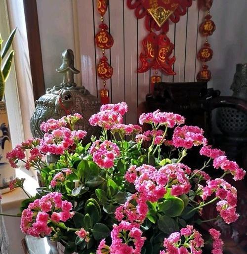 冬天阳台的花卉种植（让你的阳台焕发冬日生机）-第3张图片-绿意生活