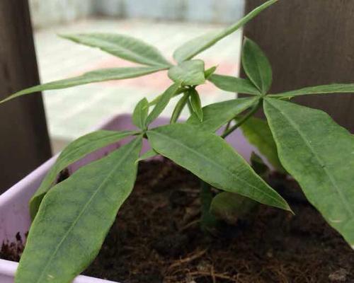 如何种发财树种子？（掌握发财树种子发芽技巧，成就你的财富梦想！）-第2张图片-绿意生活