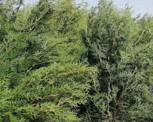 侧柏树在农村中的应用与价值-第1张图片-绿意生活