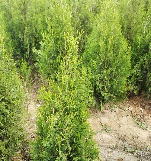 侧柏树在农村中的应用与价值-第3张图片-绿意生活