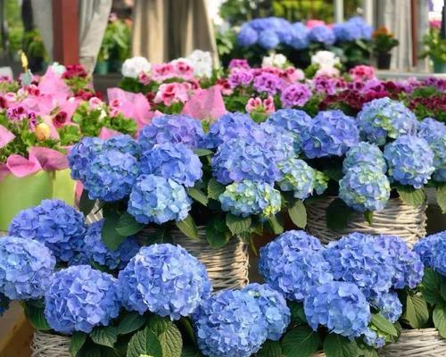 如何种植绣球花？（绣球花的种植时间、地点、养护等详细介绍）-第1张图片-绿意生活