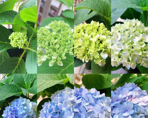 如何种植绣球花？（绣球花的种植时间、地点、养护等详细介绍）-第2张图片-绿意生活