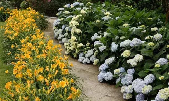 如何种植绣球花？（绣球花的种植时间、地点、养护等详细介绍）-第3张图片-绿意生活