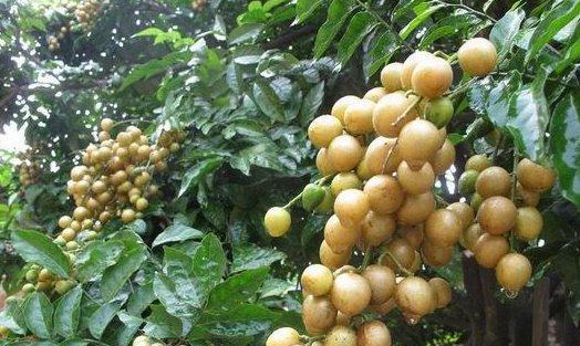 黄皮种植条件适宜生长环境的探究（掌握黄皮种植的温度要求，助力优质生长）-第2张图片-绿意生活
