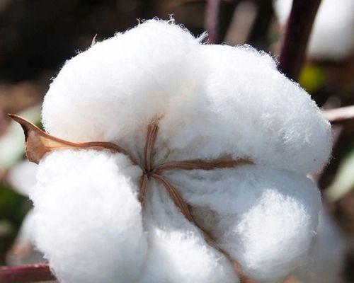 棉花种子（探究棉花种子的营养价值与食用方法）-第2张图片-绿意生活