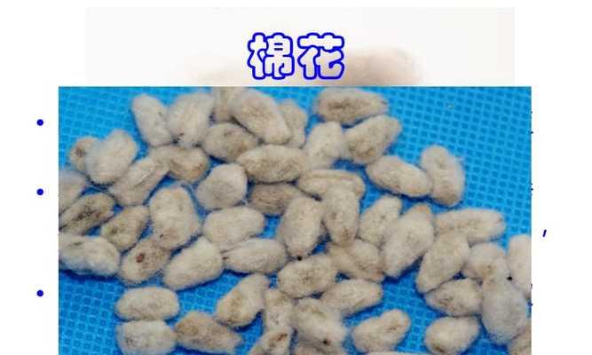 棉花种子（探究棉花种子的营养价值与食用方法）-第3张图片-绿意生活