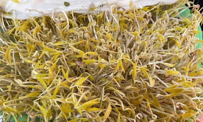 北方绿豆播种时间详解（掌握正确的绿豆播种时间，丰收在望）-第2张图片-绿意生活