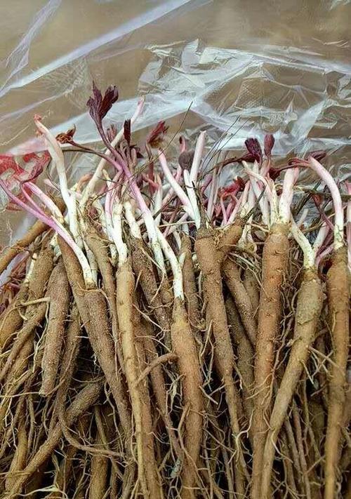 培育高产白芍的关键是什么？白芍种植条件与气候要求-第1张图片-绿意生活
