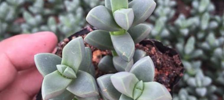 海棠鹿角怎么养长？植物爱好者必看攻略-第3张图片-绿意生活