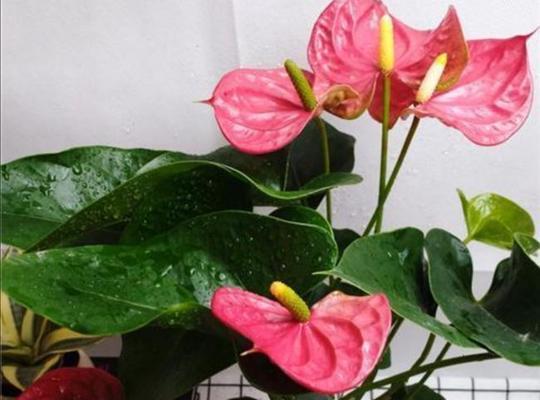 红掌为什么不开花？原因与解决方法详解-第3张图片-绿意生活