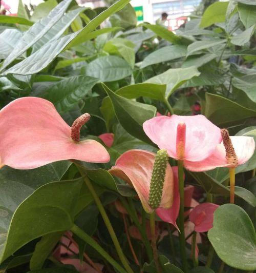 红掌为什么不开花？原因与解决方法详解-第1张图片-绿意生活