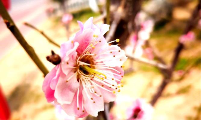 梅花的香味和特性如何？从梅花的香味探究其形态特征和药用价值-第3张图片-绿意生活
