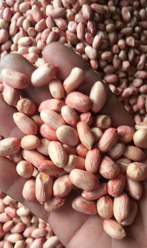 普通花生可以种植吗？探究普通花生种植的方法及注意事项-第2张图片-绿意生活