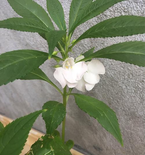 凤仙花多久开一次花？了解凤仙花的开花习惯和花期长短-第2张图片-绿意生活