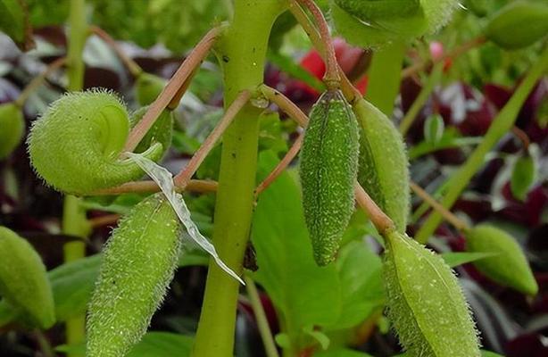 凤仙花多久开一次花？了解凤仙花的开花习惯和花期长短-第3张图片-绿意生活