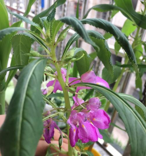 凤仙花多久开一次花？了解凤仙花的开花习惯和花期长短-第1张图片-绿意生活