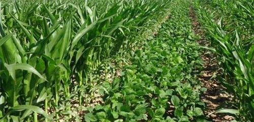 大豆什么时候种植最佳？掌握最佳播种时间和技术，提高产量效益-第1张图片-绿意生活
