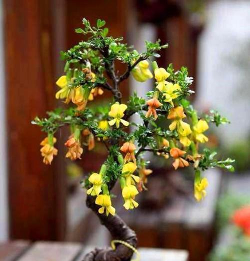 如何养护金雀花盆景？打造美丽的室内花园，关注植物健康-第3张图片-绿意生活