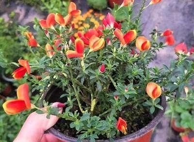 如何养护金雀花盆景？打造美丽的室内花园，关注植物健康-第2张图片-绿意生活