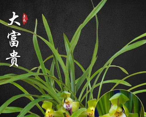 如何正确养护富贵兰？富贵兰的养殖方法及注意事项-第1张图片-绿意生活