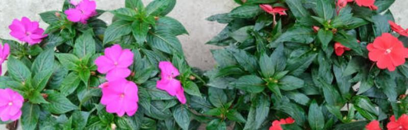 凤仙花的生命周期和特点如何？探究凤仙花的生长周期和生命特征-第2张图片-绿意生活