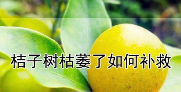 如何正确给橙树施肥？橙树肥料施用周期及肥料种类分析-第1张图片-绿意生活