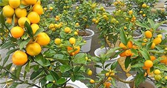 如何正确给橙树施肥？橙树肥料施用周期及肥料种类分析-第3张图片-绿意生活
