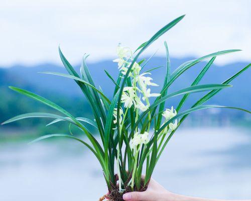 如何养护兰花？探究兰花的生态特征及栽培技巧-第1张图片-绿意生活