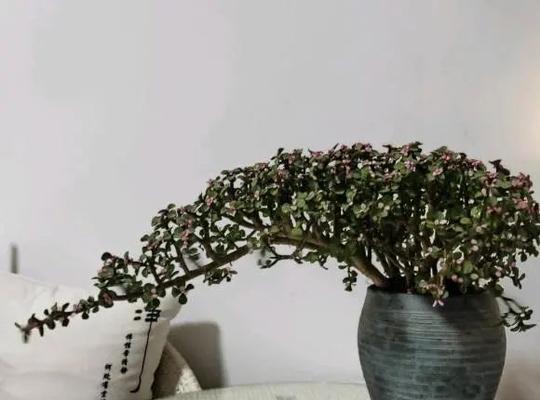 如何为你的金枝玉叶保驾护航？金枝玉叶过冬天的秘诀-第2张图片-绿意生活