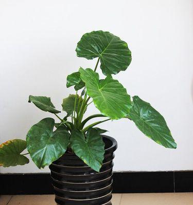 姜花有哪些功效？用姜花让你的卧室充满生机与活力-第3张图片-绿意生活