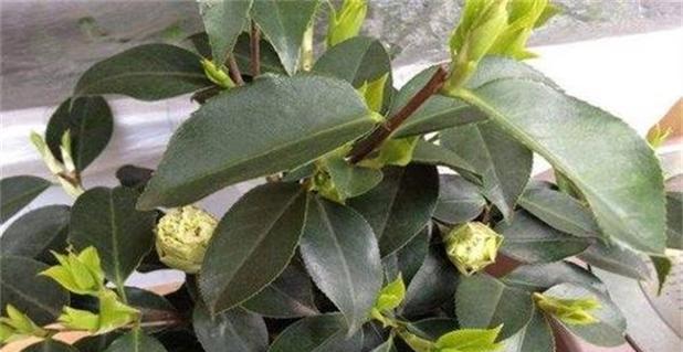 茶花如何养护？探究茶花的生长规律与注意事项-第3张图片-绿意生活